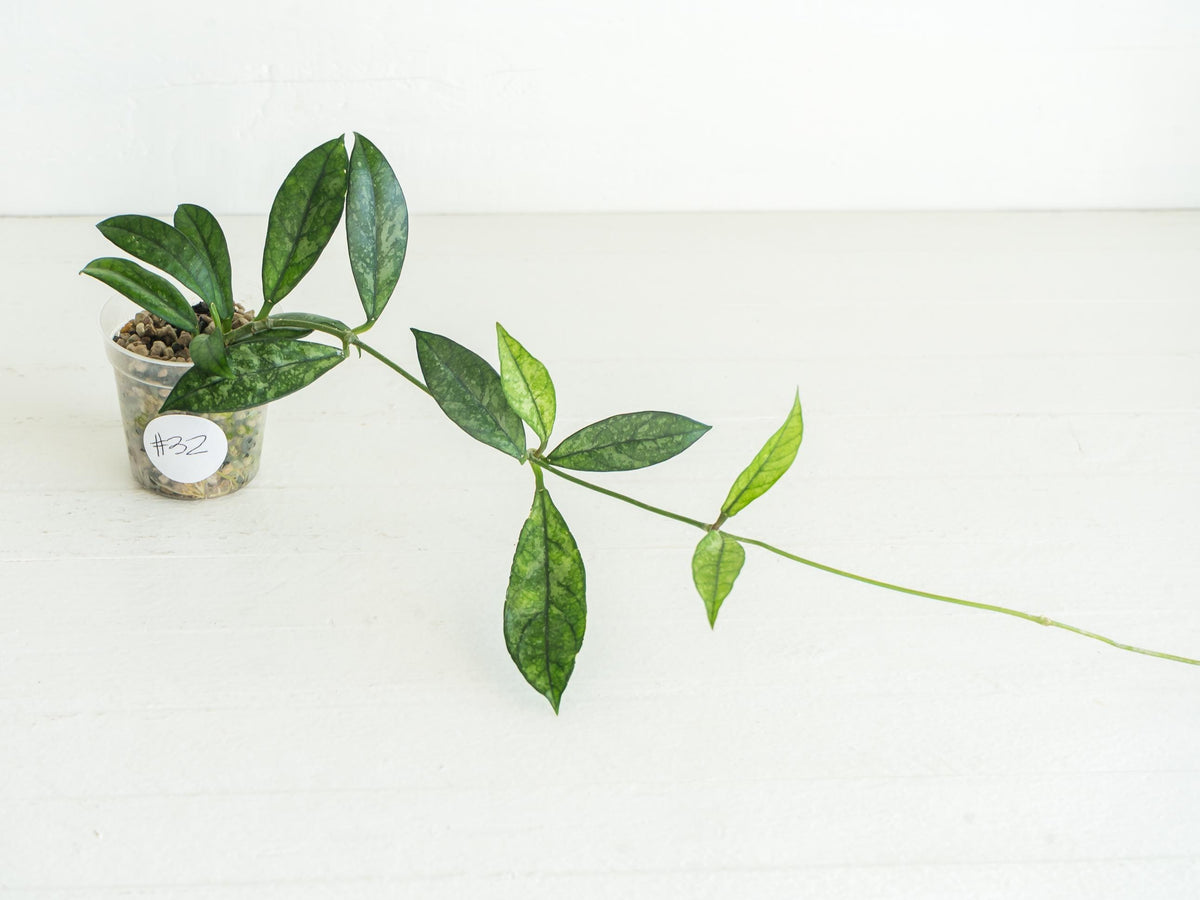 Hoya crassipetiolata (Splash) | 2-Inch