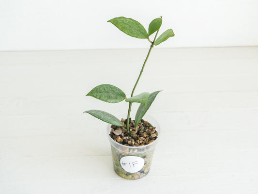 Hoya Kinabalu (Silver) | 2-Inch