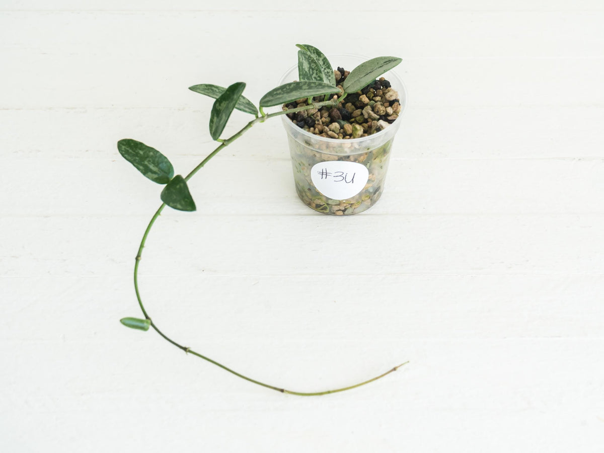 Hoya lima (Splash) | 2-Inch