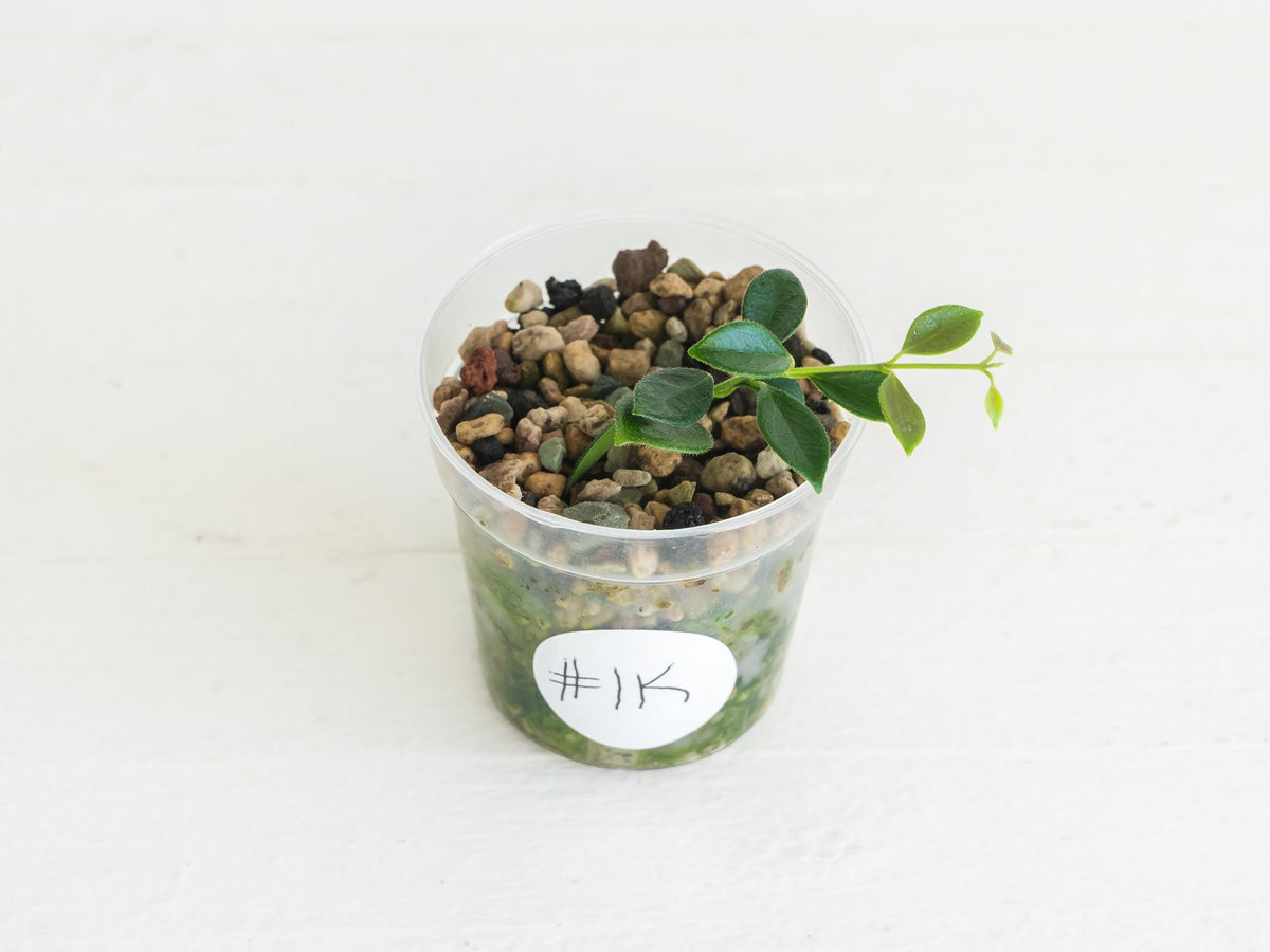 Hoya papua (PNG IM-08) | 2-Inch