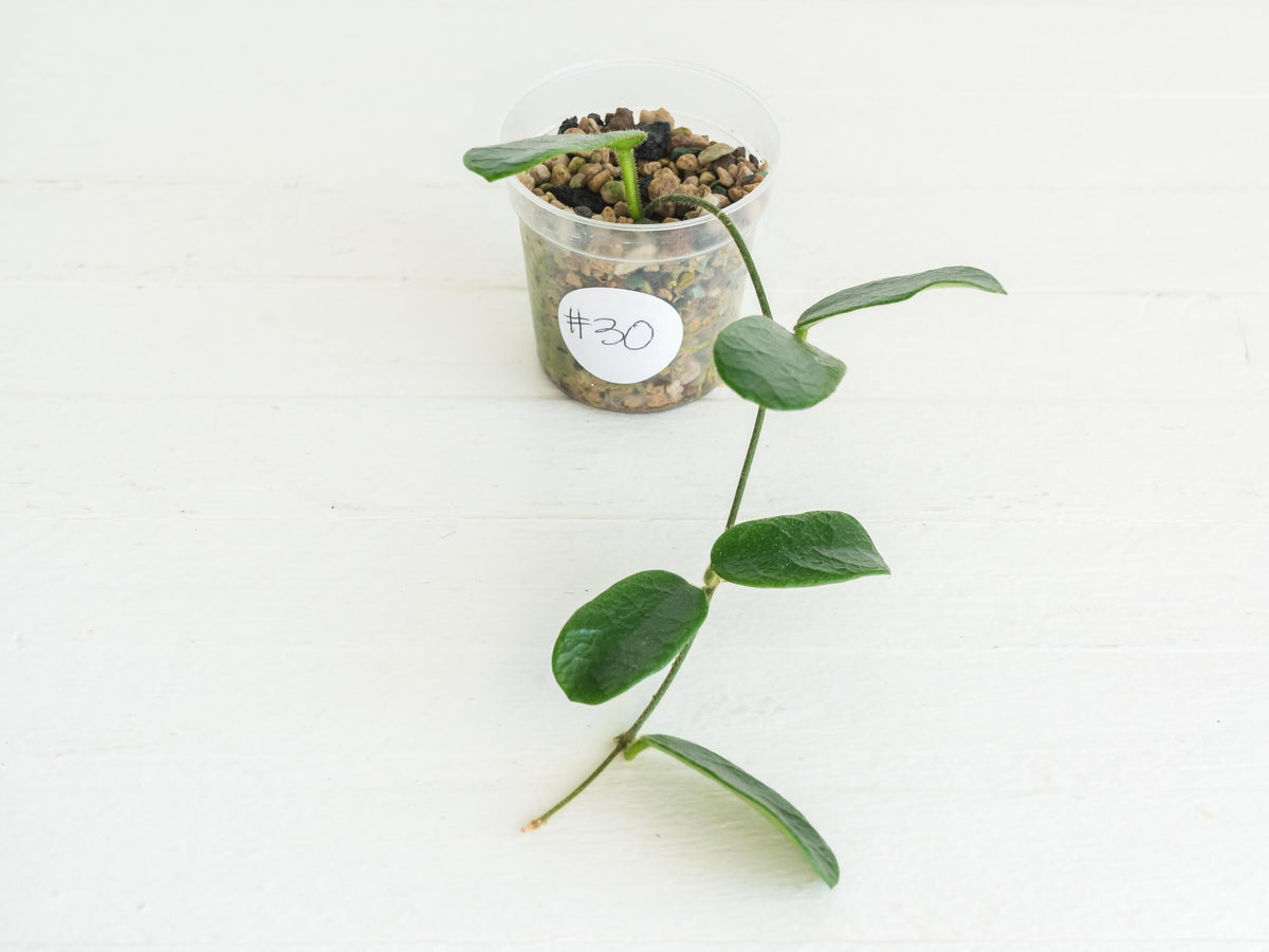 Hoya rotundiflora | 2-Inch