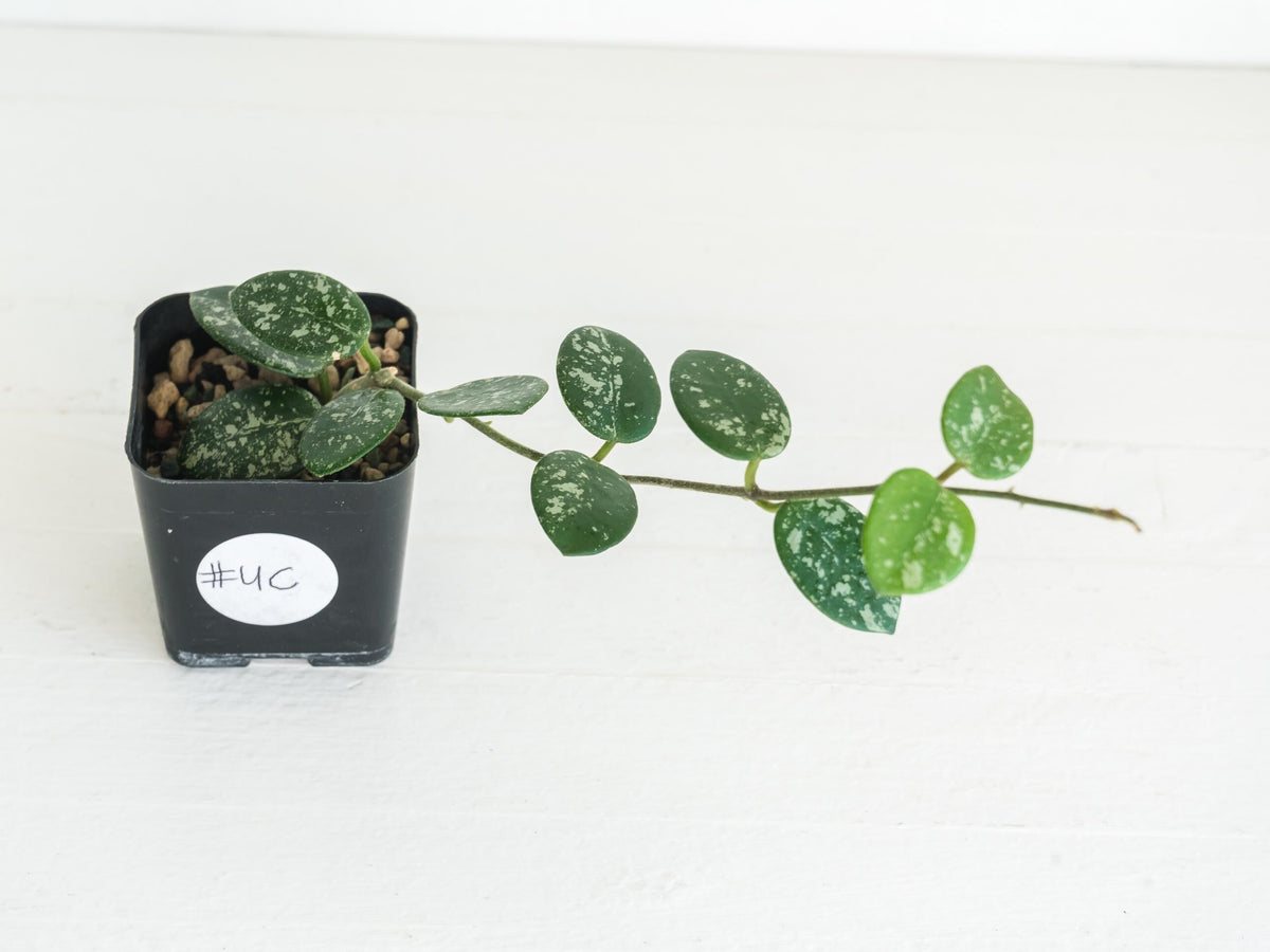Hoya 'Mathilde' (Splash) | 2-Inch