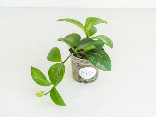 Hoya collina (IR-26) | 2-Inch
