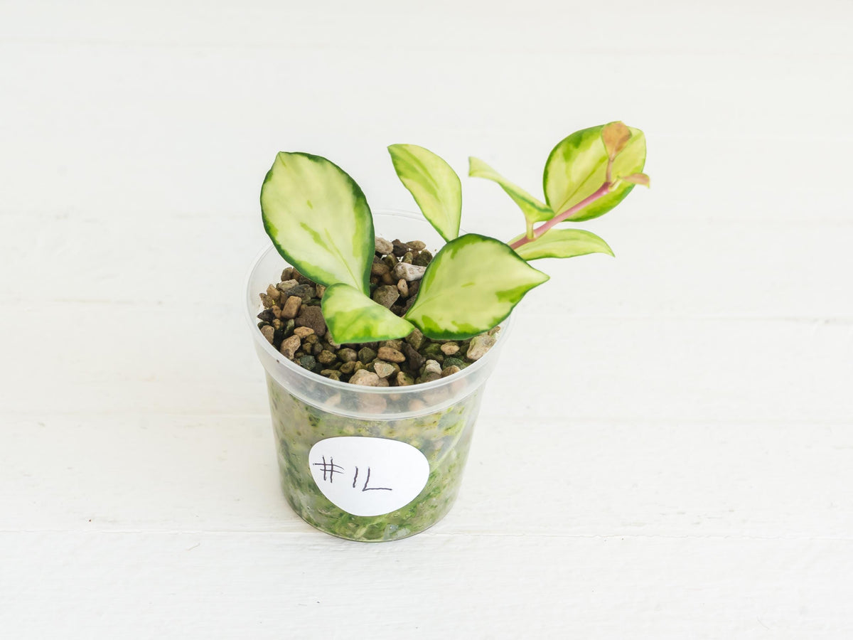 Hoya heuschkeliana (Inner Variegated) | 2-Inch
