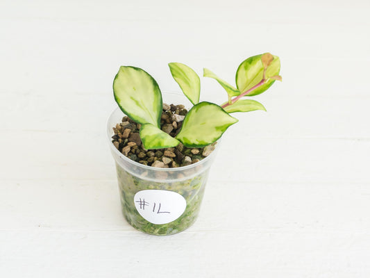 Hoya heuschkeliana (Inner Variegated) | 2-Inch