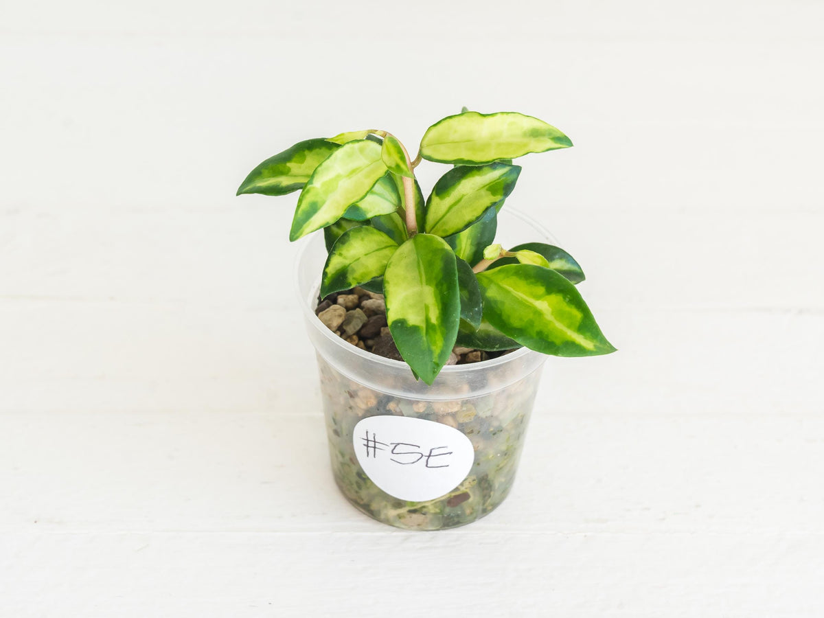 Hoya lacunosa 'Tricolor Bruno' | 2-Inch
