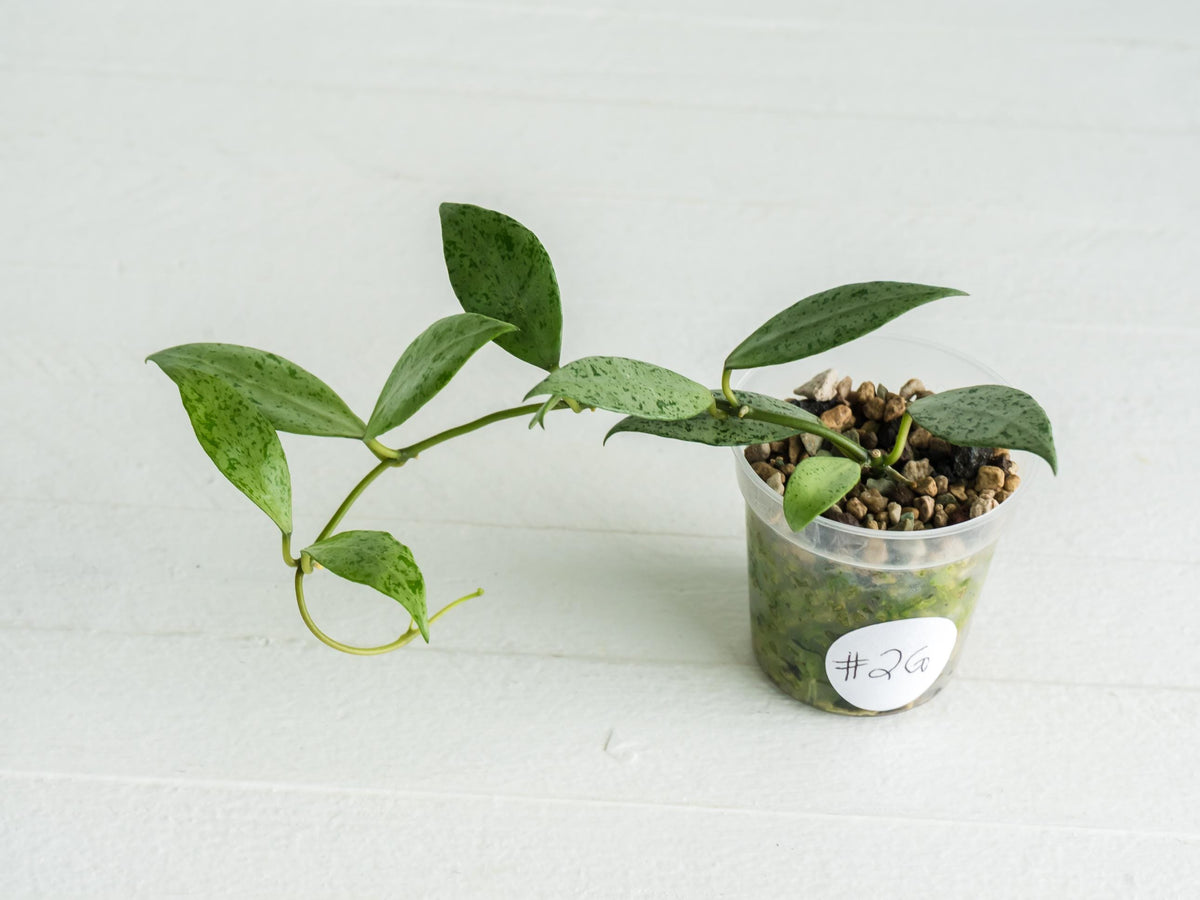 Hoya lacunosa 'Silver Lime' | 2-Inch