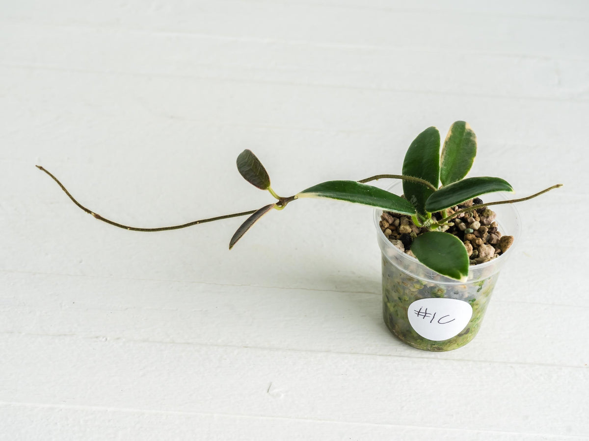 Hoya lyi 'Prism' (Pink Flower) | 2-Inch