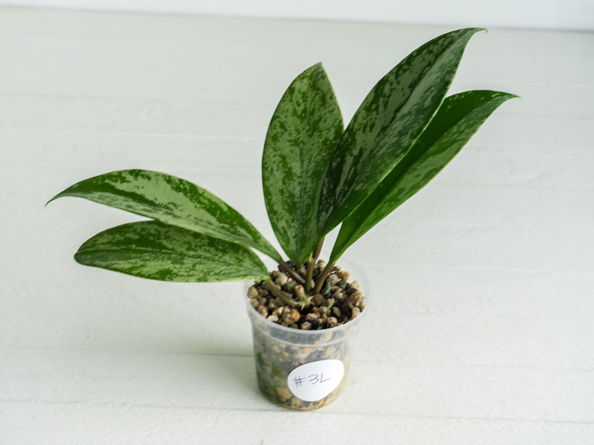 Hoya pubicalyx (Splash) | 2-Inch