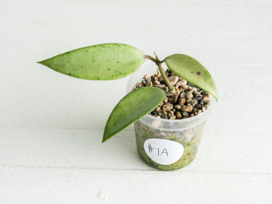 Hoya 'Snow Cui' (Silver) | 2-Inch