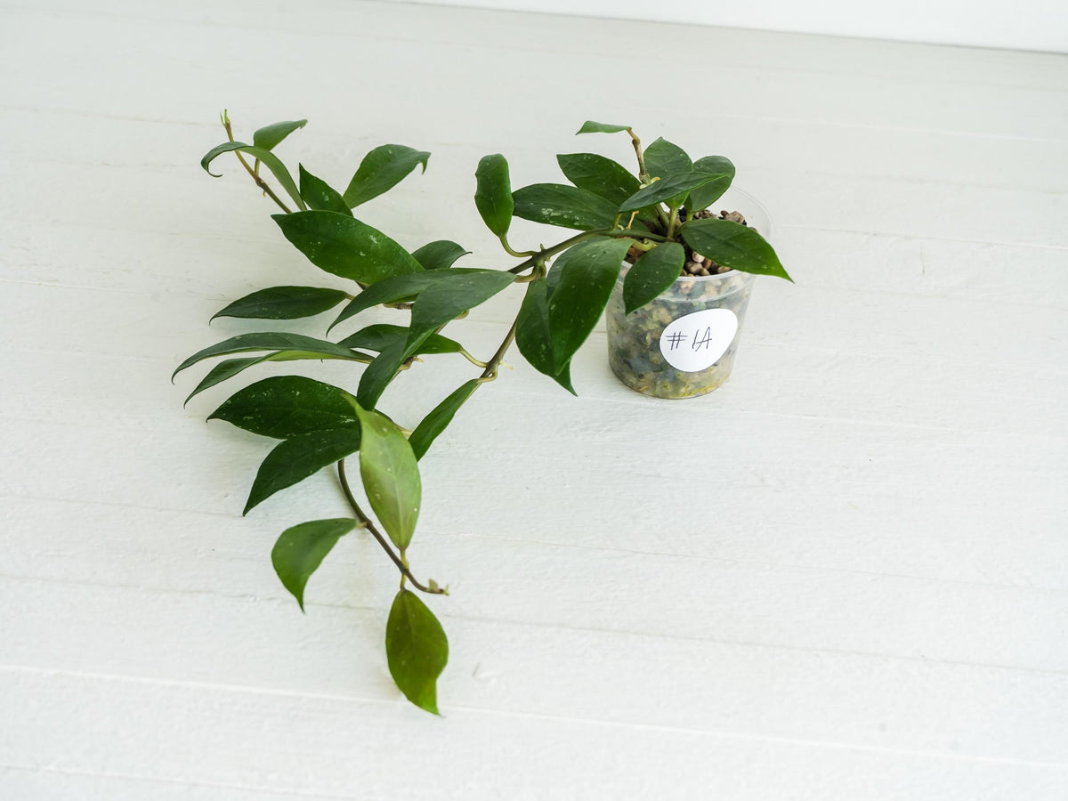 Hoya 'Rebecca' | 2-Inch