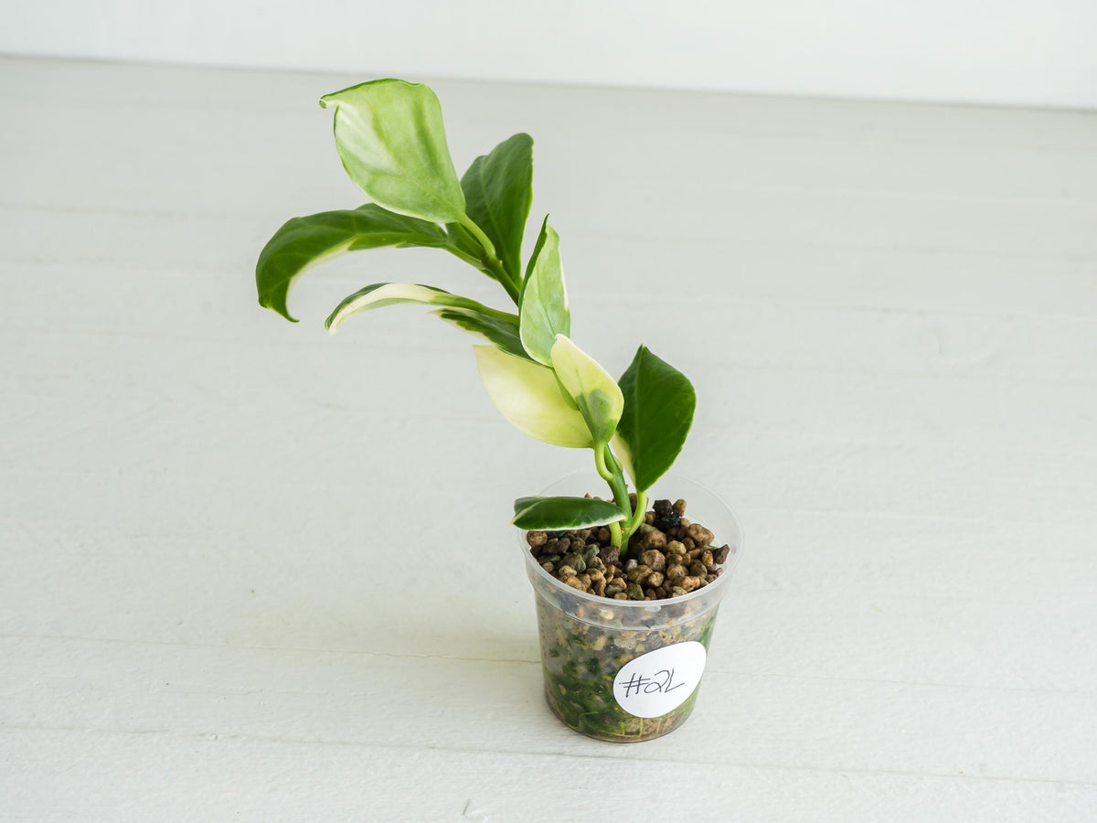 Hoya obscura (Albo | Outer Variegated) | 2-Inch