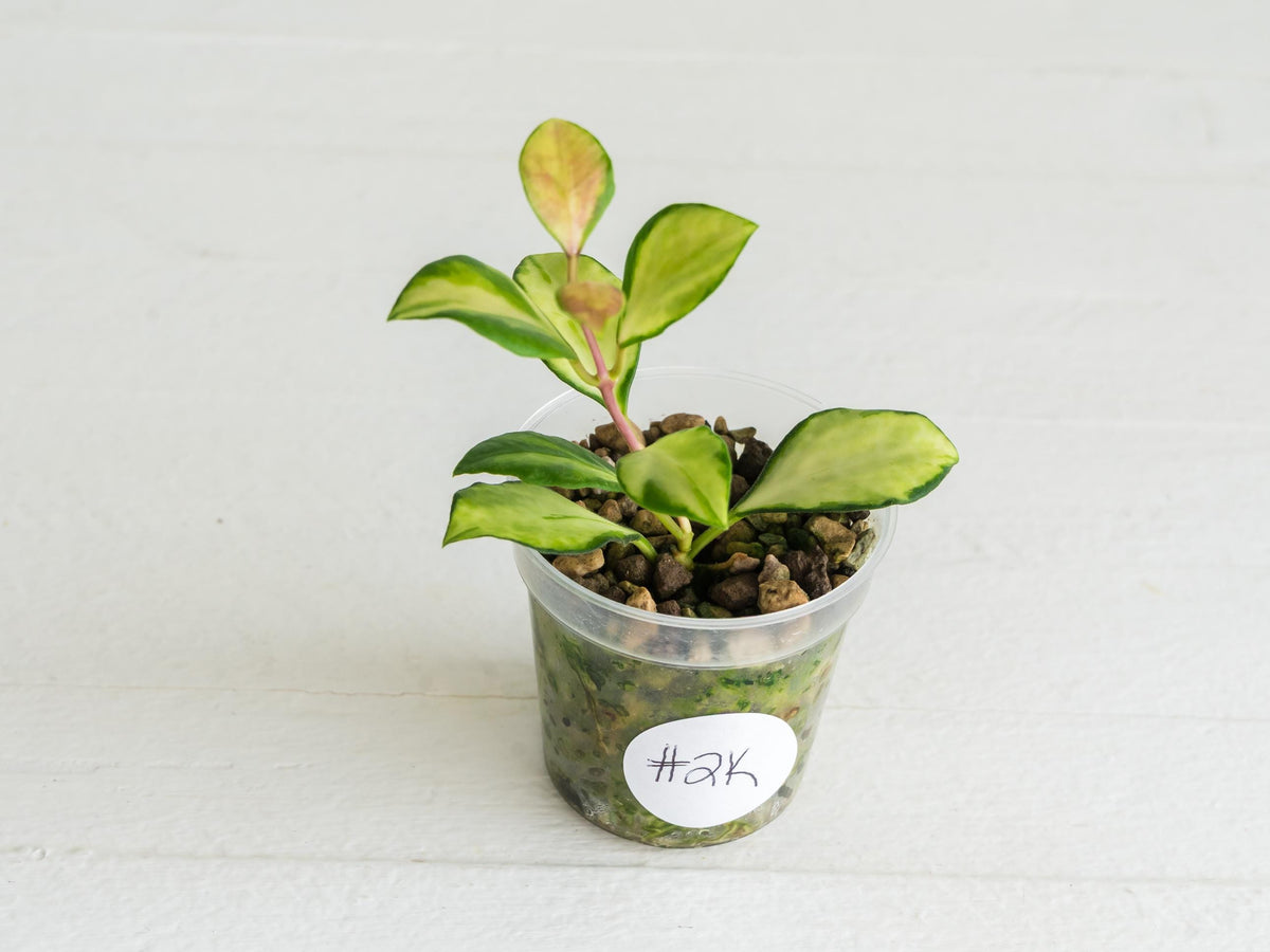 Hoya heuschkeliana (Inner Variegated) | 2-Inch