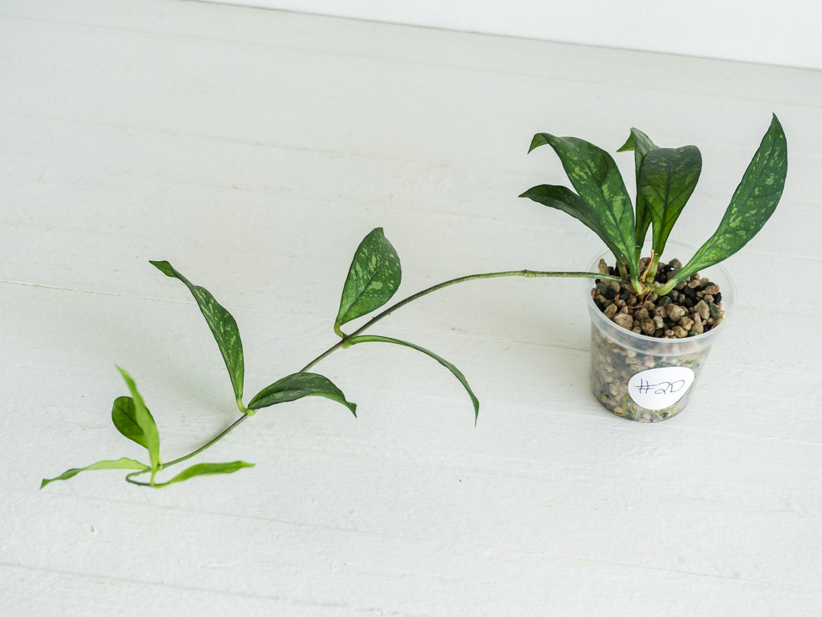 Hoya crassipetiolata (Splash) | 2-Inch