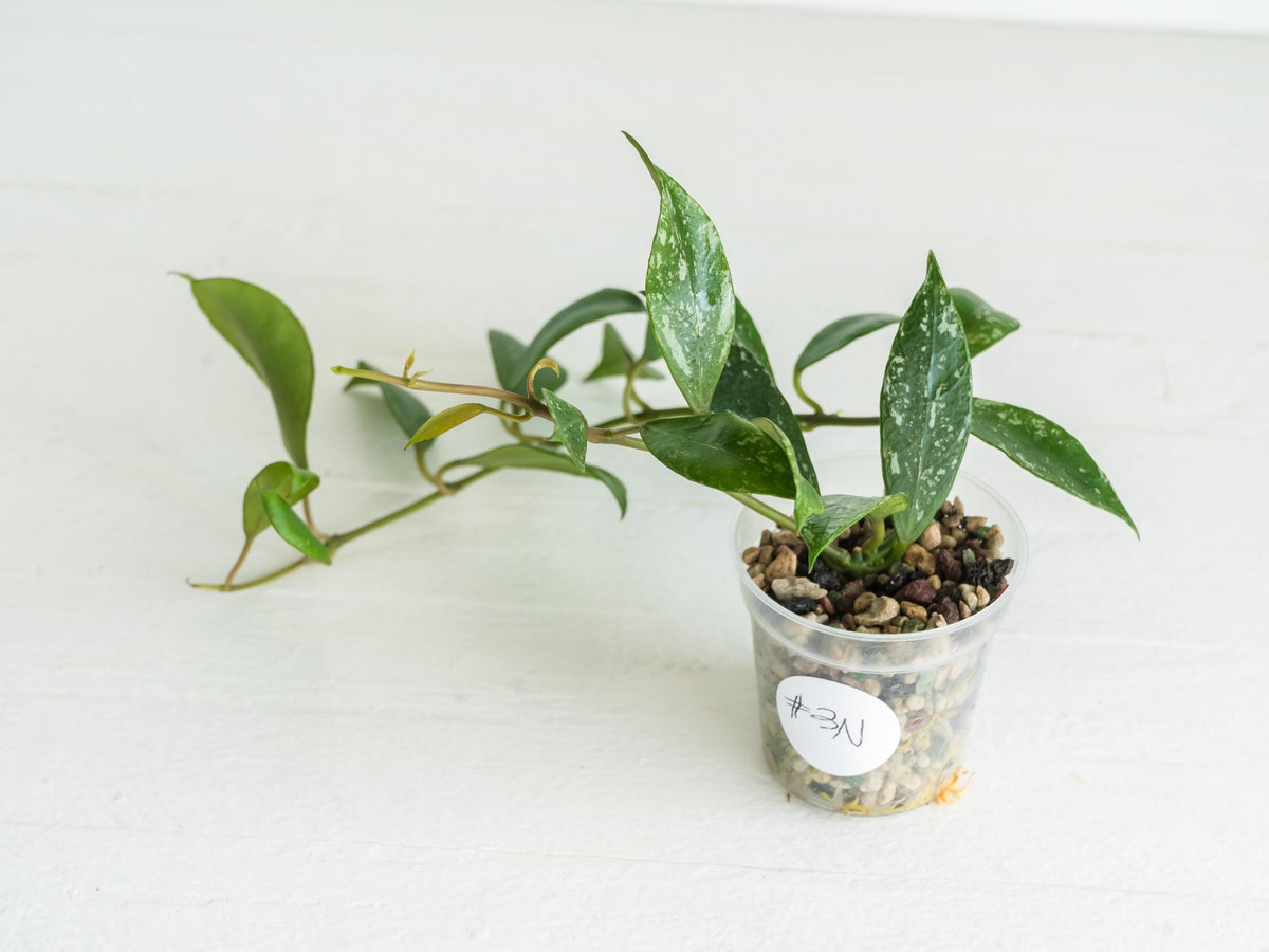 Hoya 'Rebecca' (Splash) | 2-Inch
