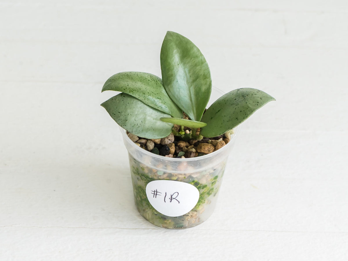 Hoya lacunosa 'Silver Mint Coin'