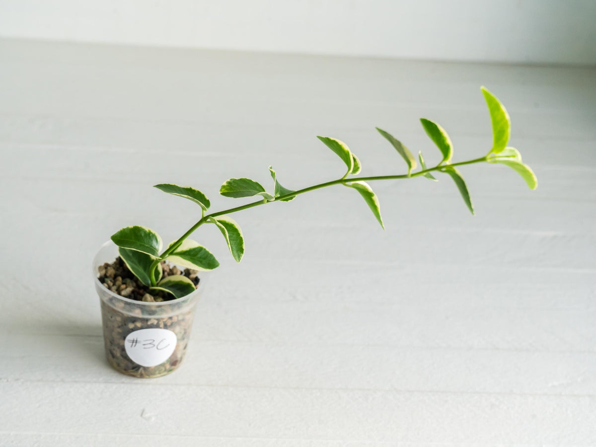 Hoya cumingiana (Albo | Outer Variegated) | 2-Inch