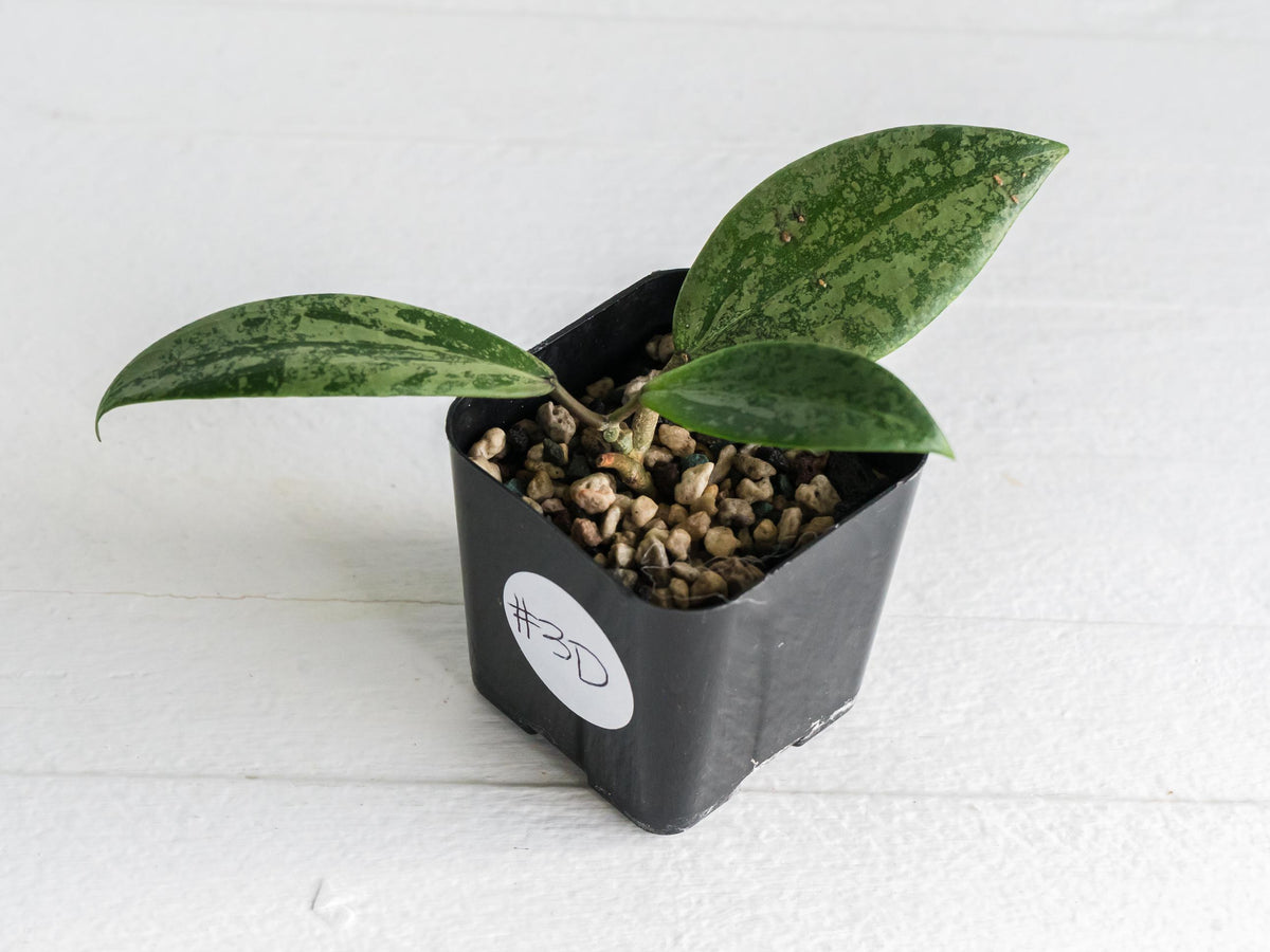 Hoya 'Strawberry Matcha' (UPT008) | 2-Inch