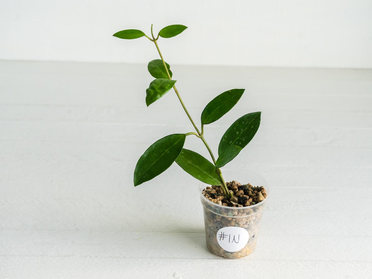 Hoya Elliptica | 2-Inch