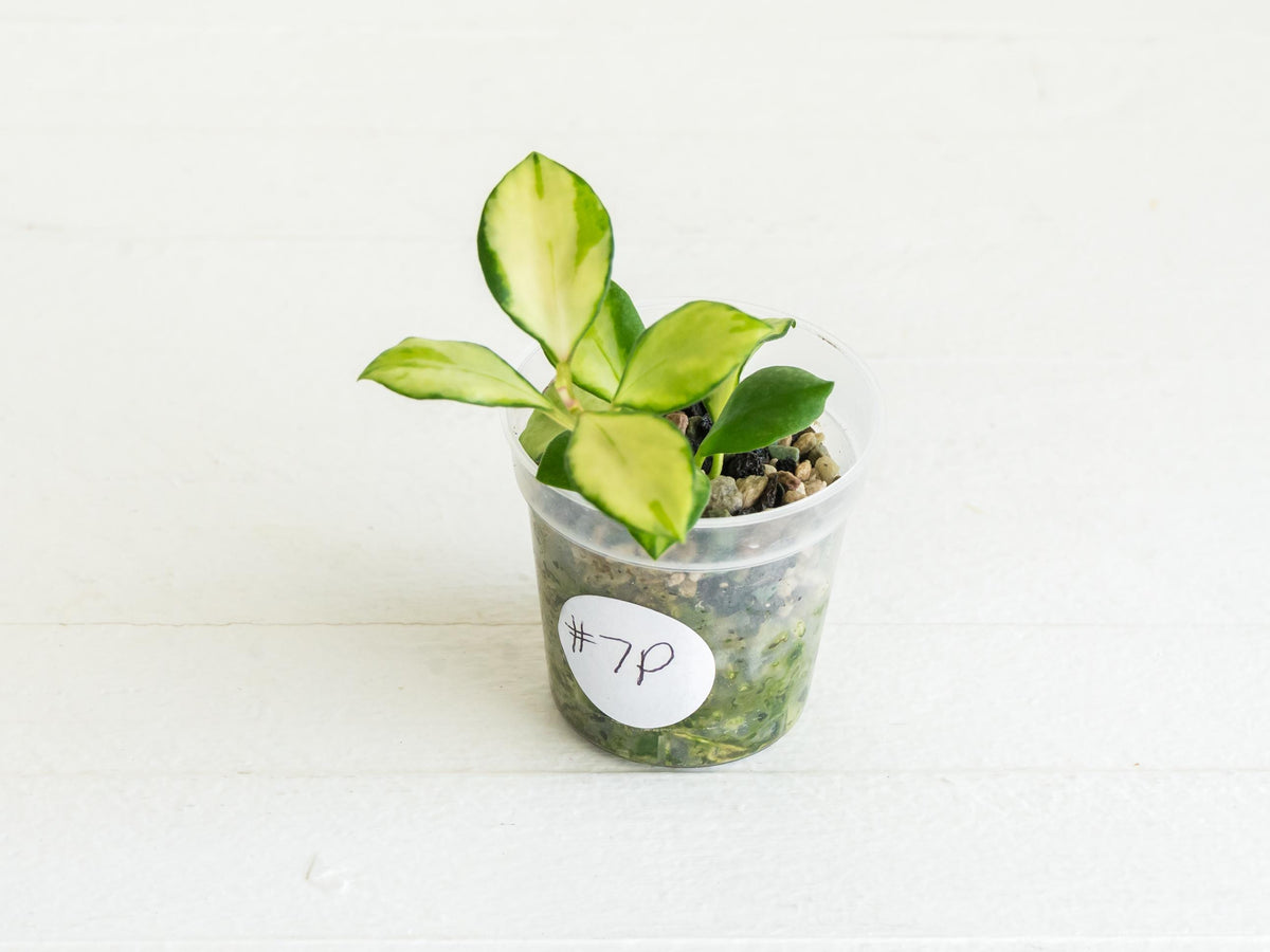 Hoya heuschkeliana (Inner Variegated) | 2-Inch