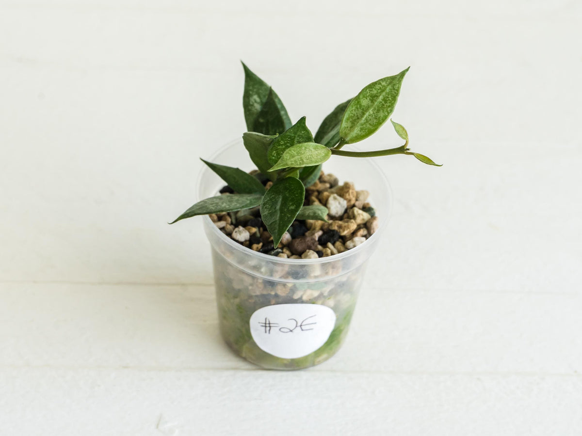 Hoya lacunosa 'White Pearl' | 2-Inch