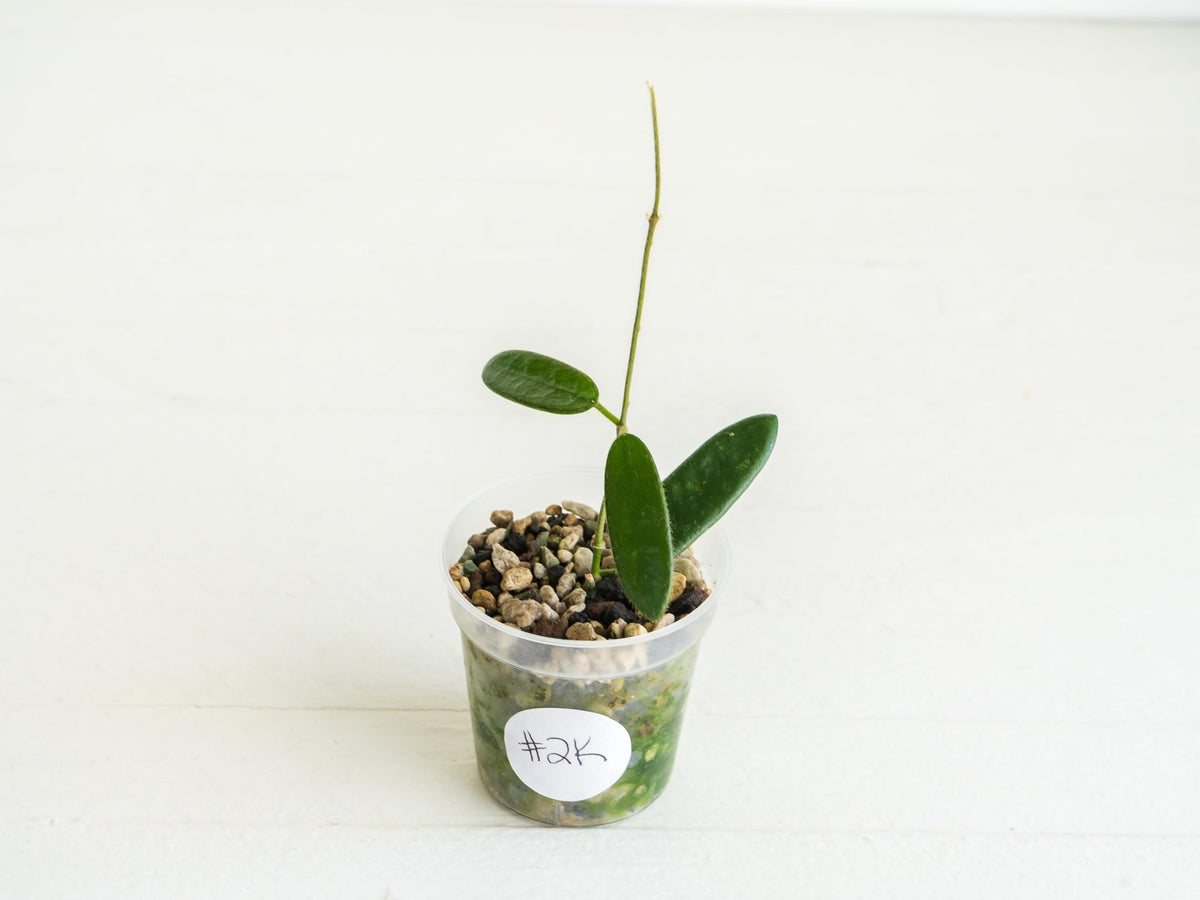 Hoya lyi | 2-Inch