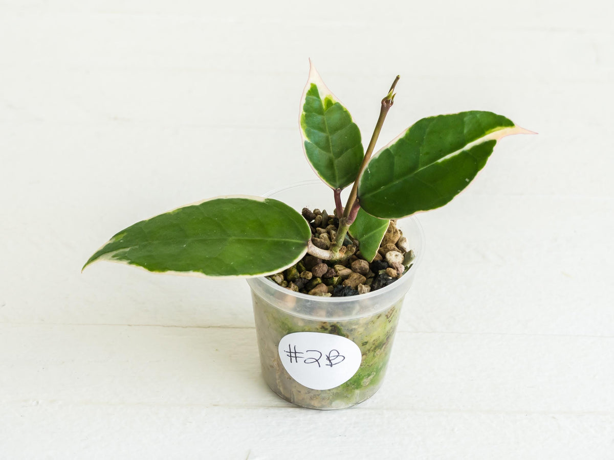 Hoya panglai (Outer Variegated/Albo) | 2-Inch