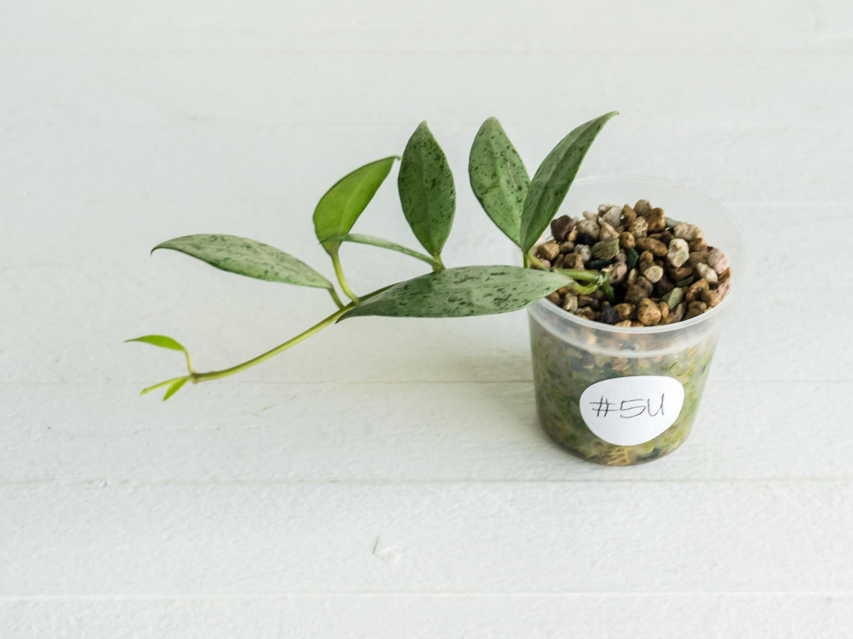 Hoya lacunosa 'Silver Lime' | 2-Inch