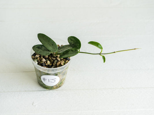 Hoya lima (Silver) | 2-Inch