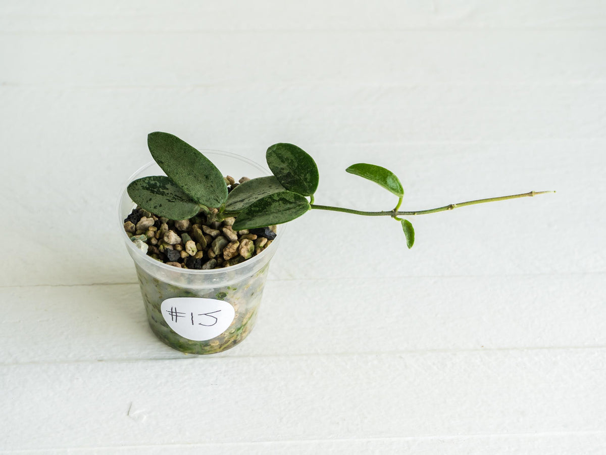 Hoya lima (Silver) | 2-Inch