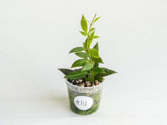 Hoya Microdwarf | 2-Inch