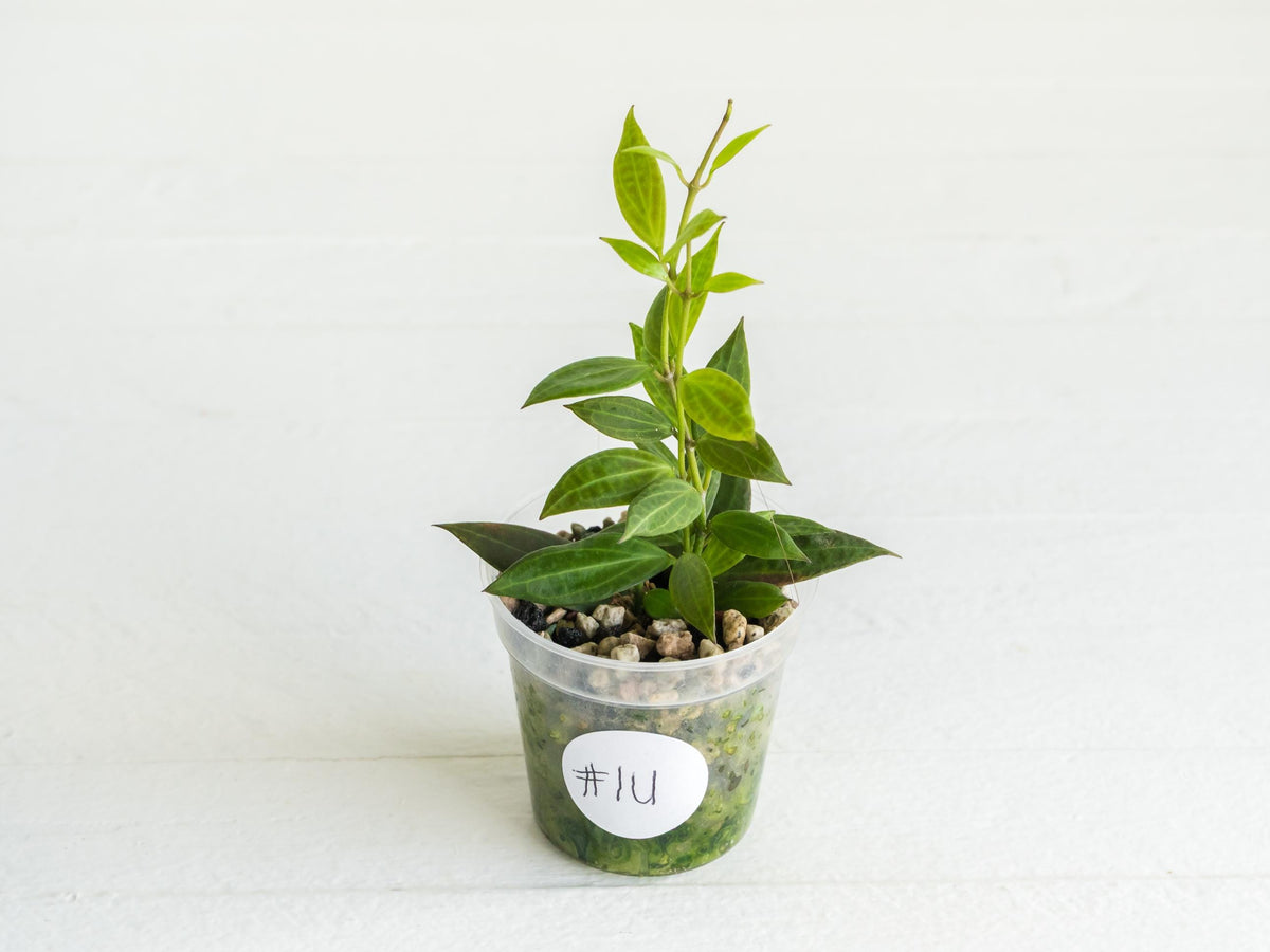 Hoya Microdwarf | 2-Inch