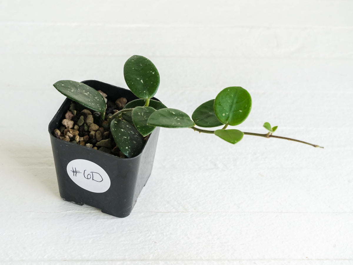 Hoya 'Mathilde' | 2-Inch