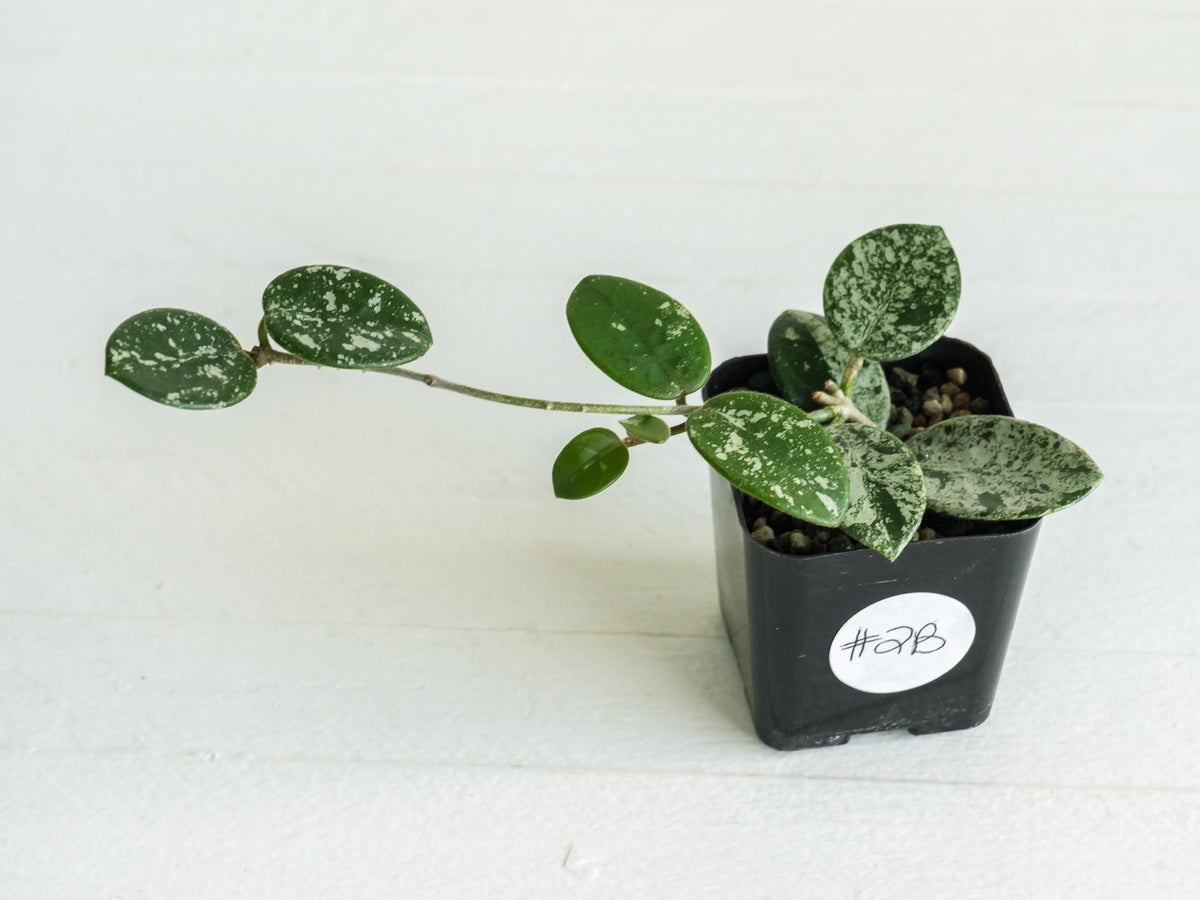 Hoya 'Mathilde' (Splash) | 2-Inch