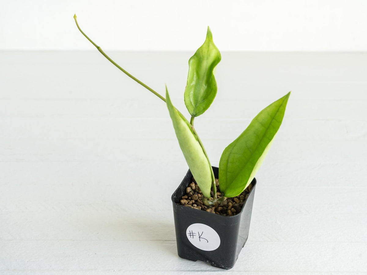 Hoya Germany (Silver) | 2-Inch