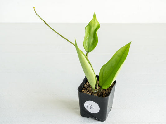 Hoya Germany (Silver) | 2-Inch