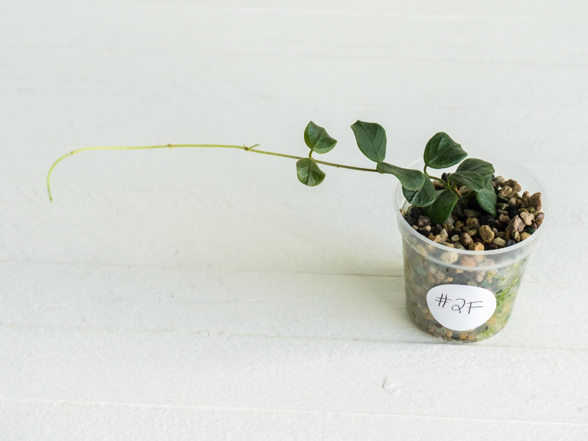 Hoya obcordata (aka nummularia) | 2-Inch