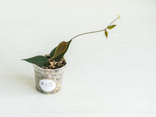 Hoya carrii (NS13-064) | 2-Inch