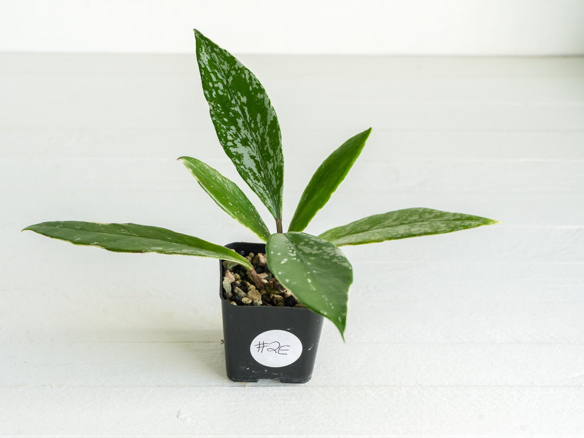Hoya pubicalyx (Albo, Splash) | 2-Inch