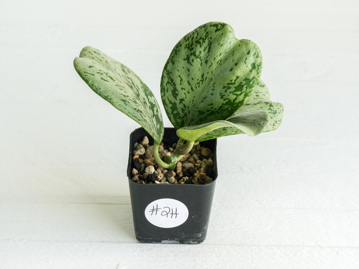 Hoya chiang dao (Silver) | 2-Inch