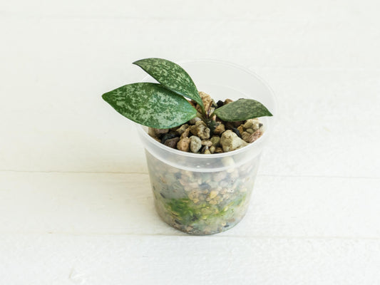 Hoya Cianjur Silver | 2-Inch