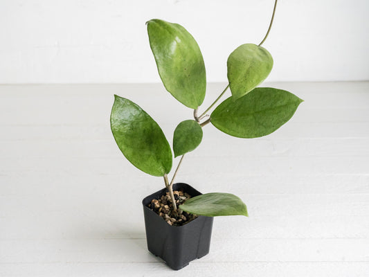 Hoya 'Menak Sopal Silver' | 2-Inch