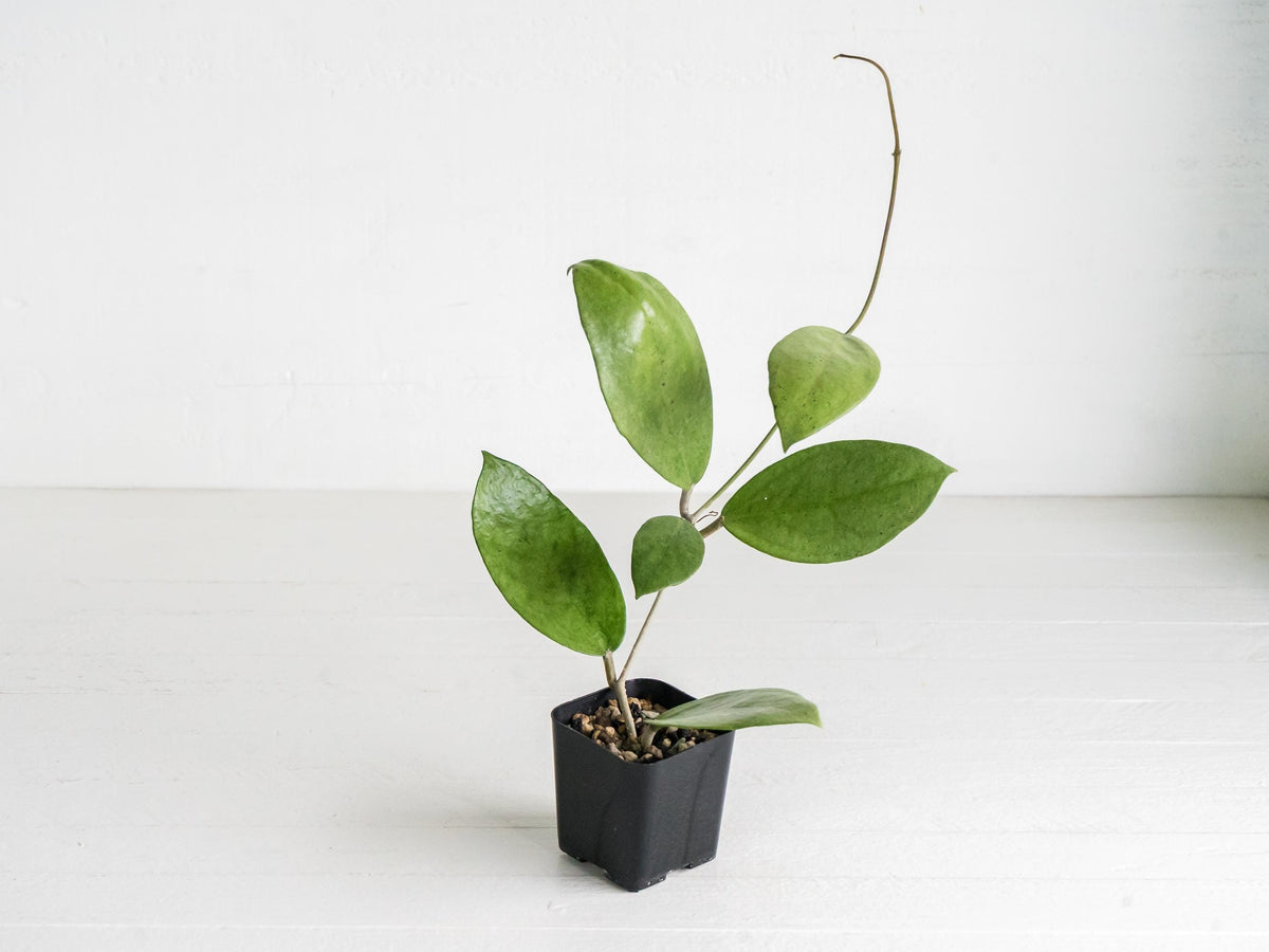 Hoya 'Menak Sopal Silver' | 2-Inch
