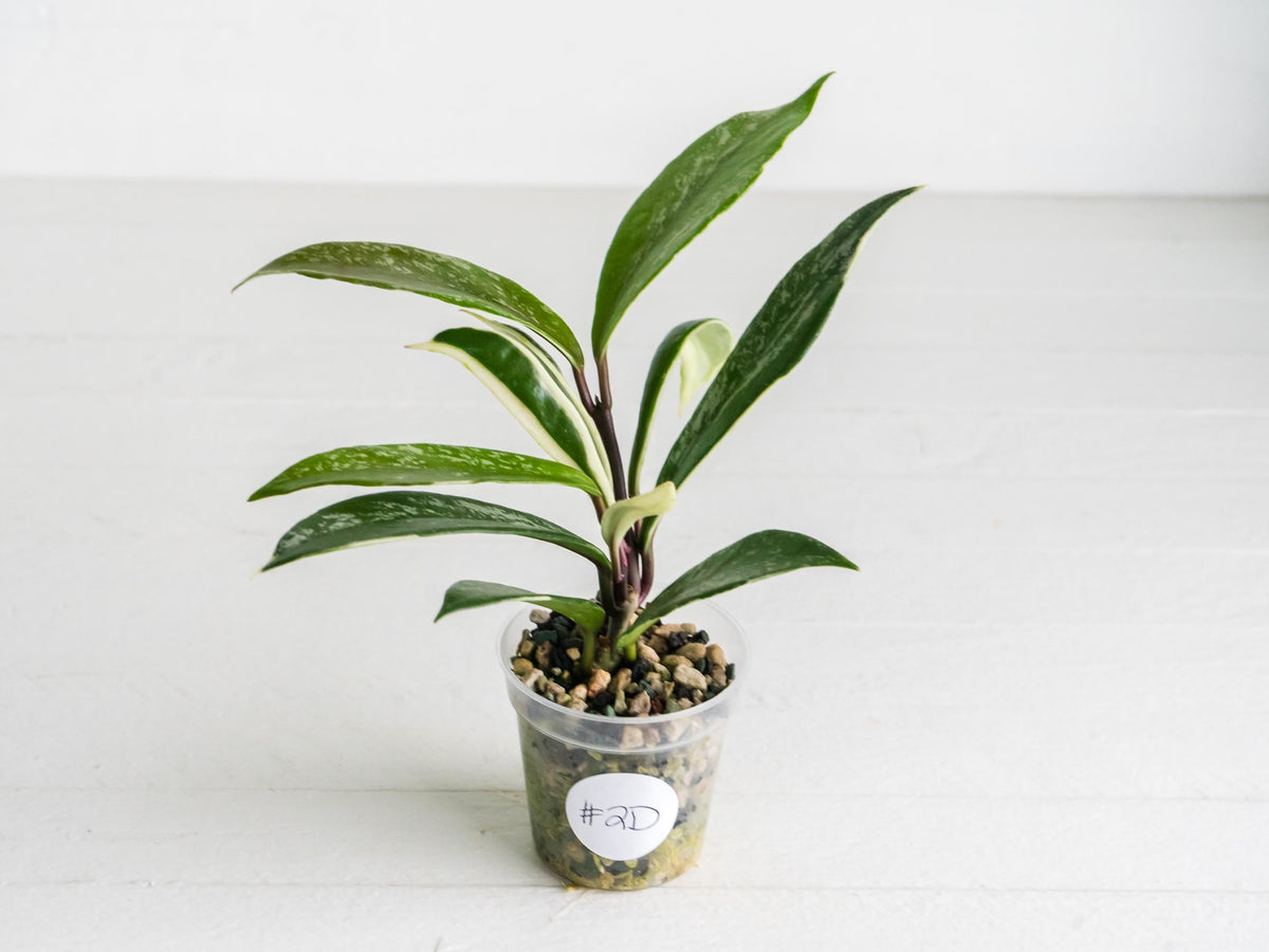Hoya pubicalyx (Albo, Splash) | 2-Inch