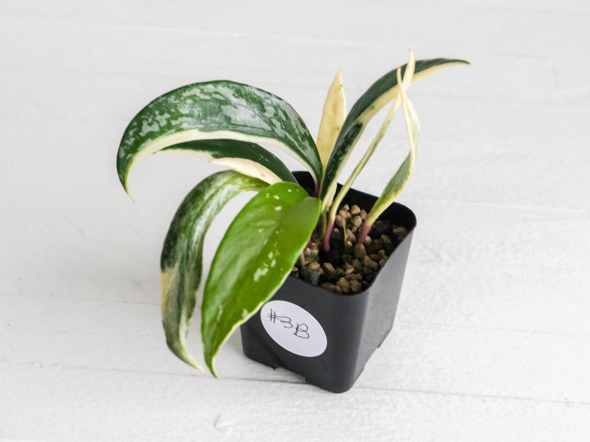 Hoya pubicalyx (Albo, Splash) | 2-Inch