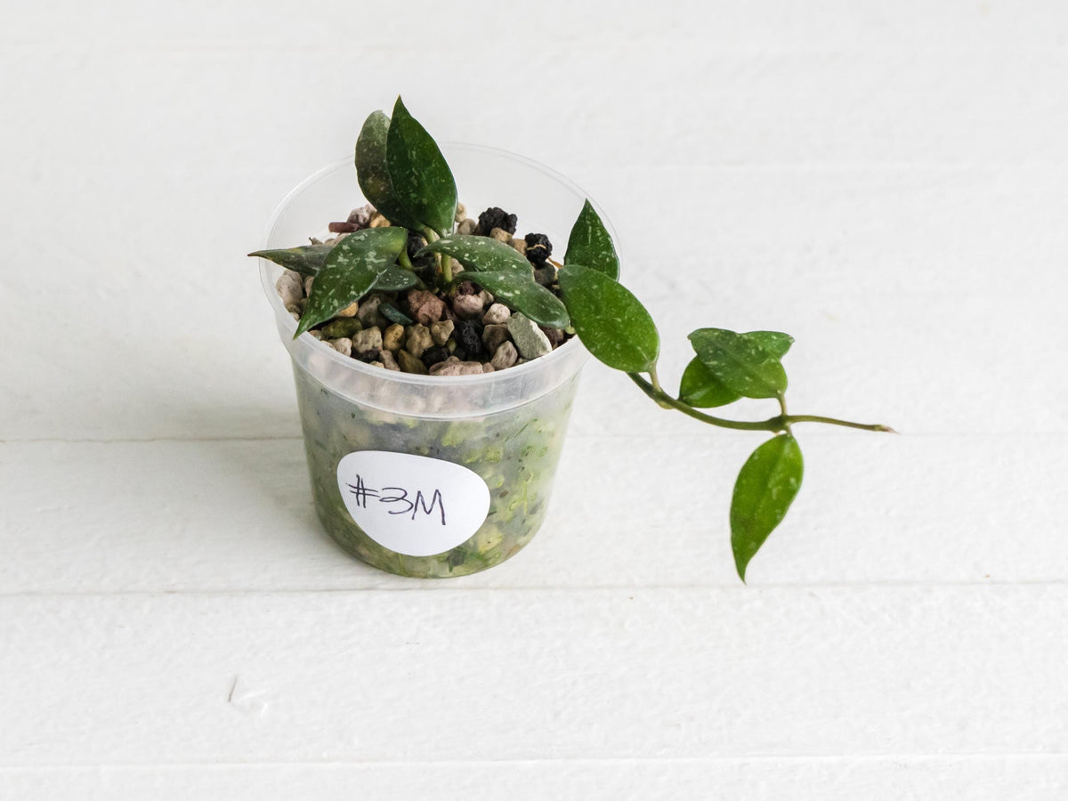 Hoya lacunosa 'Perangin Durian' IML-1896 | 2-Inch