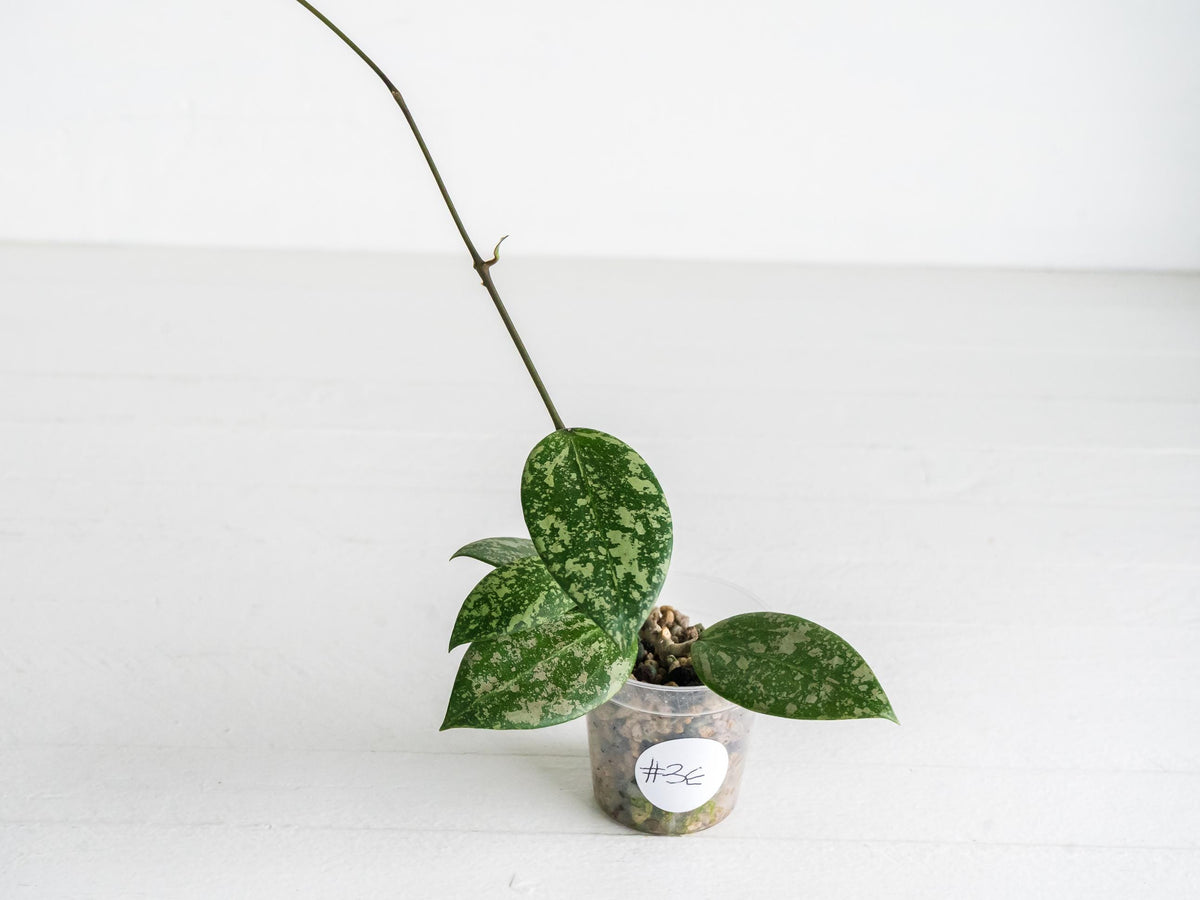 Hoya 'Wibergiae Round Leaf' (DMW-001-C) [verticillata (ex. wibergiea) x unknown] | 2-Inch