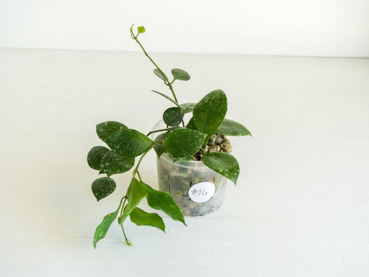 Hoya walliniana (Splash) | 3-Inch