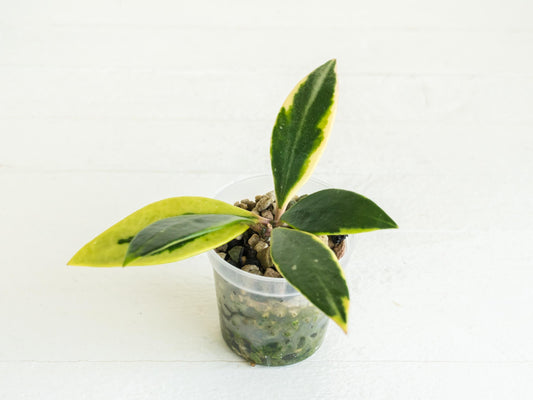 Hoya micrantha (Regina Albo / Outer Variegated) | 2-Inch