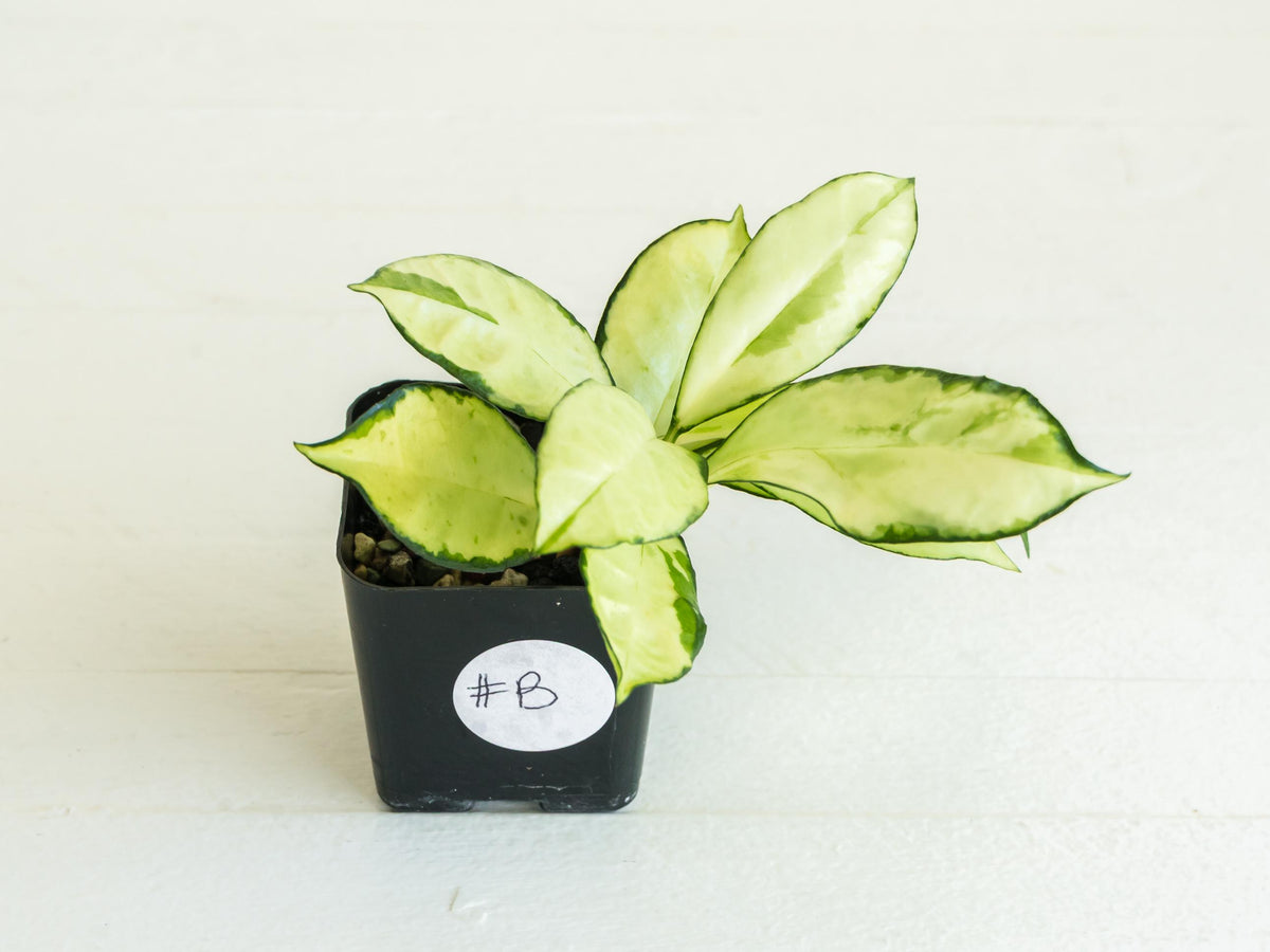 Hoya crassipetiolata (Inner Variegated) | 2-Inch